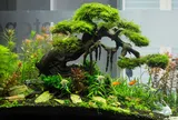 Bonsai thủy sinh thú chơi mới độc đáo