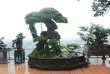 Mãn nhãn với vườn cây bonsai dáng quái giữa “lưng chừng trời” ở Hà Nội