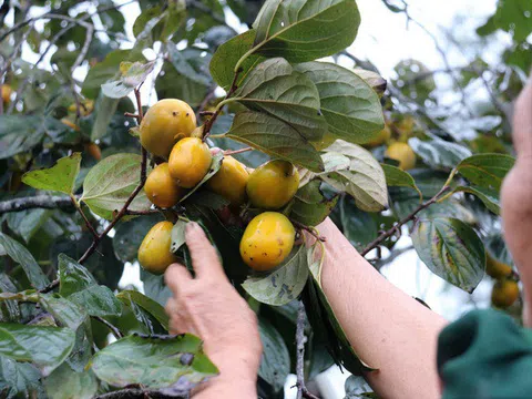 Hà Tĩnh: Hồng Yên Du được mùa, người dân phấn khởi “đếm quả, lấy tiền”