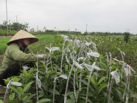 Một thôn sản xuất 10 triệu cây ăn quả giống/năm