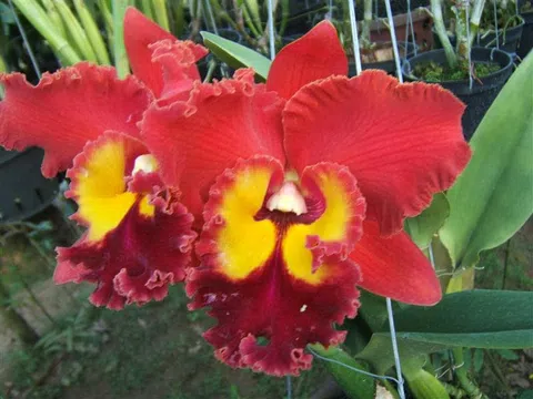 Phòng trừ sâu bệnh cho lan Cattleya