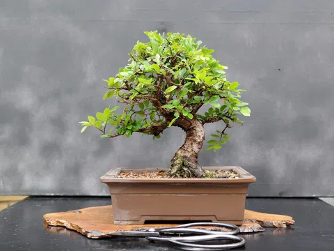 Kỹ thuật trồng cây Bonsai mini từ A đến Z