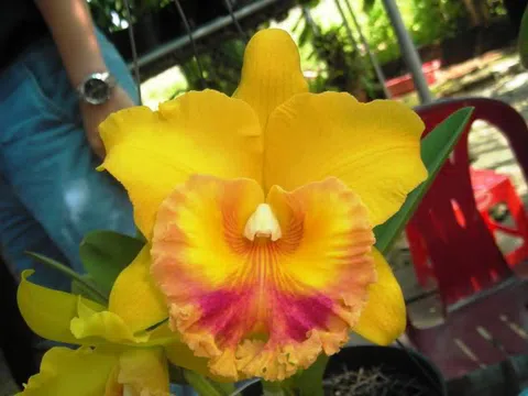 Nguồn gốc hoa lan Cattleya