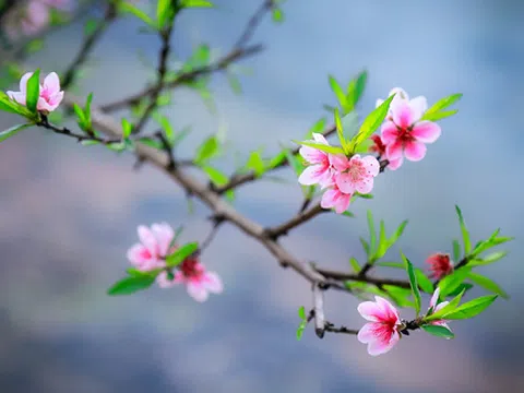Ý nghĩa các loại hoa ngày tết