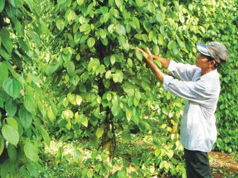 Giá tiêu hôm nay 12/12: Giữ ổn định mức 55.500-57.500 đồng/kg