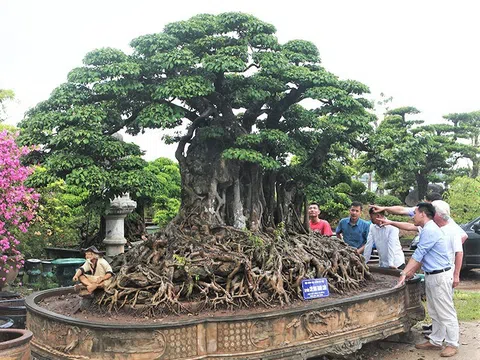 Tác phẩm "Cửu long tranh châu" bằng chứng của một thú chơi văn hóa có lịch sử lâu đời ở Việt Nam.