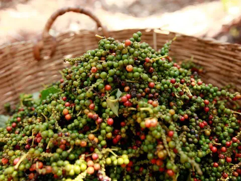 Giá tiêu hôm nay 9/9: Gia Lai tăng 500 đồng/kg theo thị trường thế giới