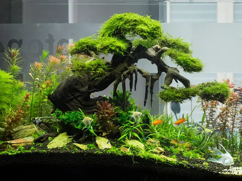 Bonsai thủy sinh thú chơi mới độc đáo