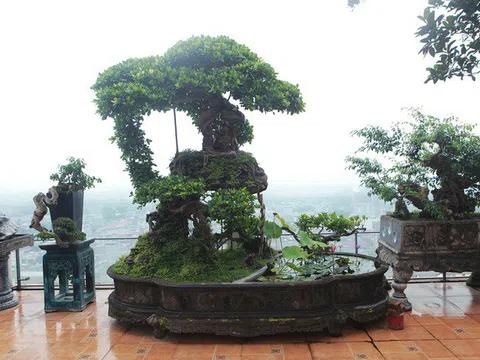 Mãn nhãn với vườn cây bonsai dáng quái giữa “lưng chừng trời” ở Hà Nội